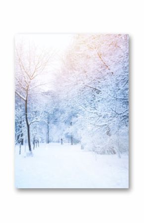 Beautiful alley in the park in winter with trees covered with snow and hoarfrost. Girl in distance walking with a dog. Beautiful artistic image of winter. Tinted blue and pink.