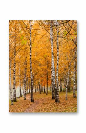 Vertical fall background with orange leaves and white birch trees in park