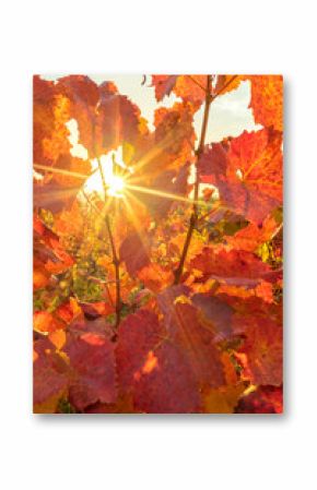 Sonnenaufgang im herbstlichen Weinberg