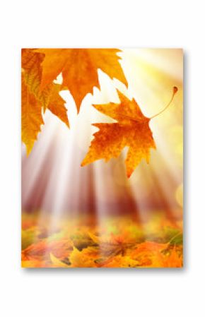 close up shot of conceptual autumn leaves and beam of light
