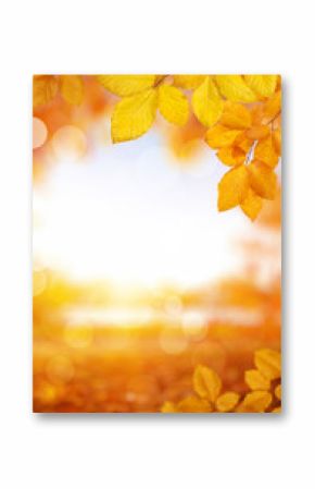  Autumn leaves on the sun and blurred trees