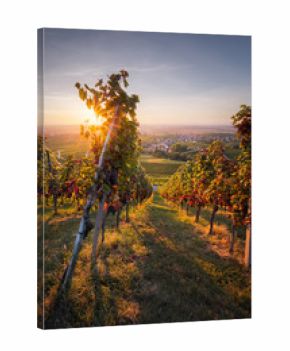 Weinreben in der Ortenau bei Bühl