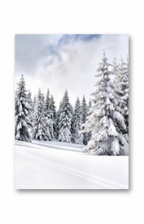 Winter landscape of mountains with path with footprints in snow following in fir forest and glade. Carpathian mountains