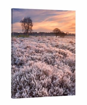 Frosted heather at sunrise in winter in The Netherlands
