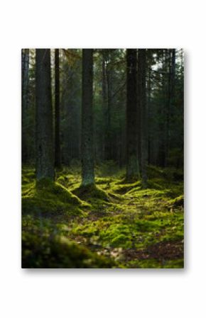 Sunlight streaming through a autumn pine forest