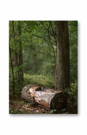 Beautiful green summer forest. Spring background, backdrop