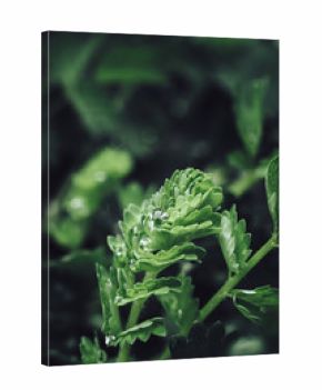 Close up of a leaves and morning dew