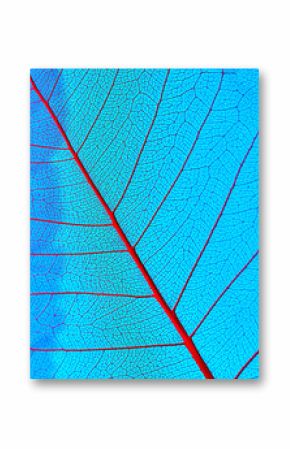 Macro photo of the smallest veines of organic leaf on a blue background. Natural pattern for layout.