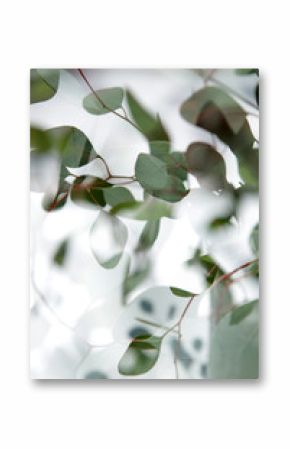 Double Exposure Eucalytpus