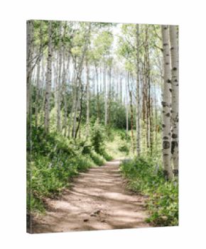 Footpath in birch tree forest