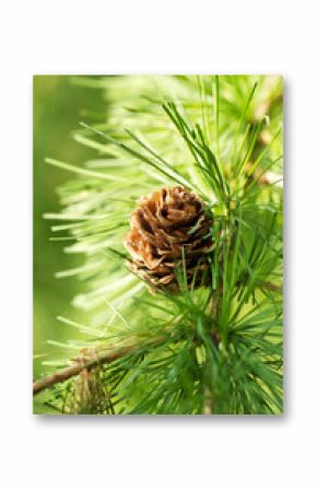 Larch