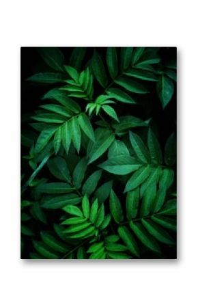 green plant leaves in the gardenm, abstract textured green background