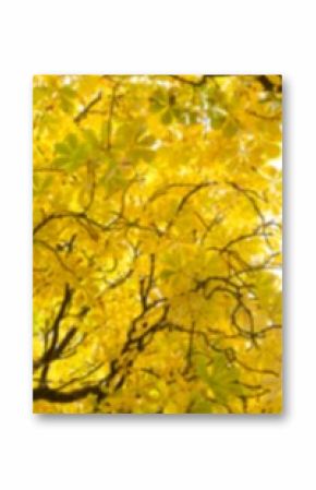 Full frame shot of autumn tree