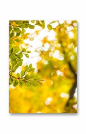 Low angel view of trees during autumn