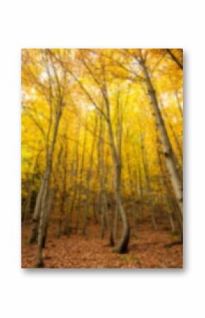 Trees on field during autumn