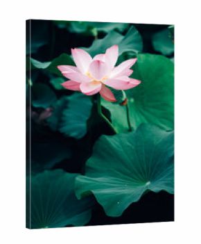 Lotus flower in pond