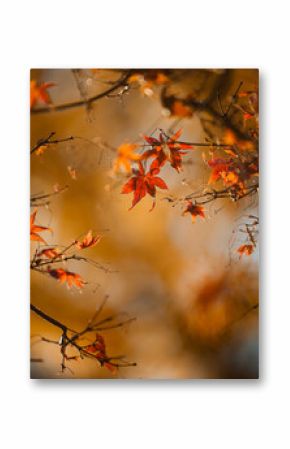 Orange Fall Leaves 