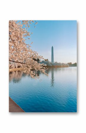 Washington DC cherry blossoms