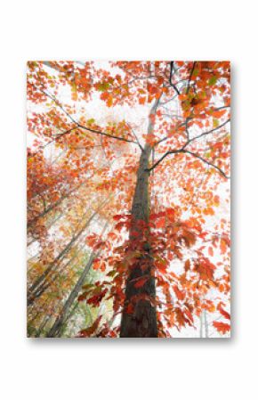 From below of tall oak tree with colorful leaves growing in woods in fall