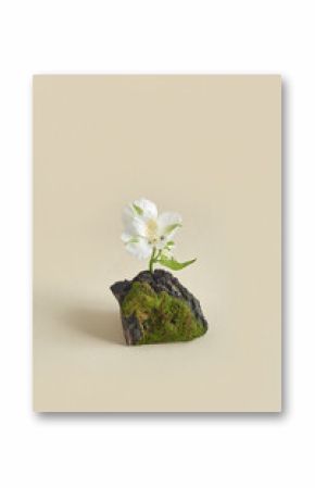Tree bark piece and white flower