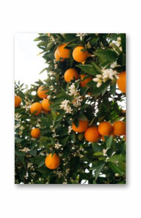 orange tree in blossom, flowers and fruits