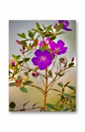 Vertical shot of delicate purple lasiandra flowers