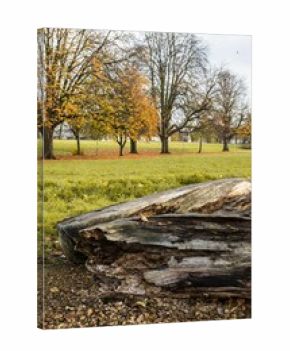 Vertical shot of large pieces of wood in Beckets Park in Northamptonshire