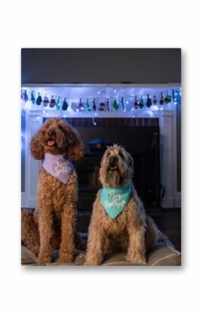 Portrait of a cute Goldendoodle and wheaten terrier with scarfs sitting by the decorated fireplace