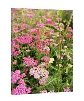 Pink and purple Yarrow flowers in lush green meadow - floral wallpaper