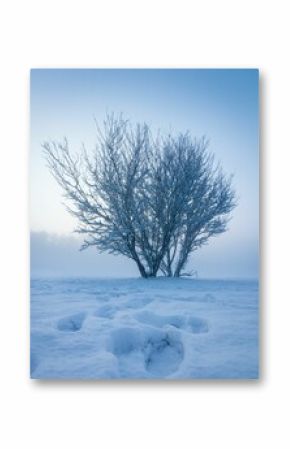 Vertical shot of trees in the white meadow. Beautiful winter landscape.
