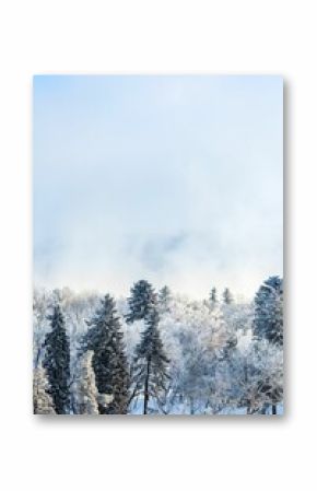Vertical shot of snowy and evergreen trees in the forest under blue sky in winter