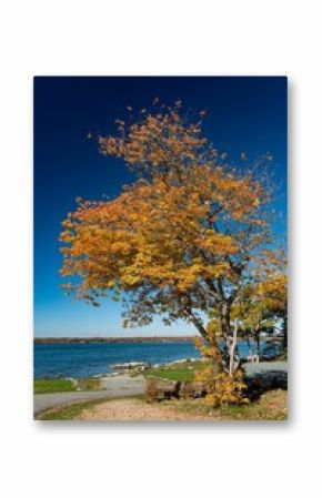 Vertical shot of a tall tree covered with autumn leaves in a forest in New England, Maine, USA