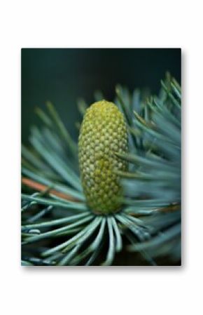 Vertical selective focus image of weeping spruce  of a new cone