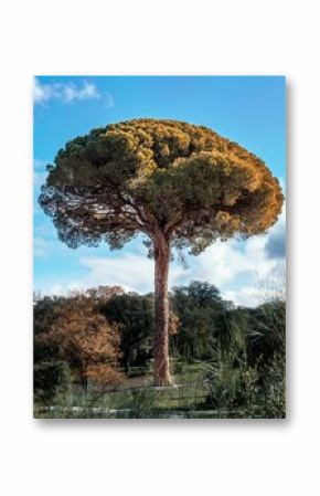 Vertical shot of a tall Pinia tree surrounded by other trees on a blue background