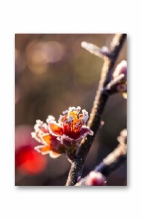 Selective focus shot of frosty yellowish-red buds on a tree - natural wallpaper