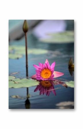 Vertical shot of a lotus flower in the water with a flower bud and aquatic plants in the background.