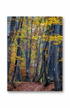 Scenic vertical shot of trees in a forest with autumn leaves on the ground