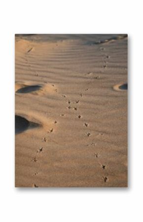 Vertical shot of long footprints on sand dunes with a pattern