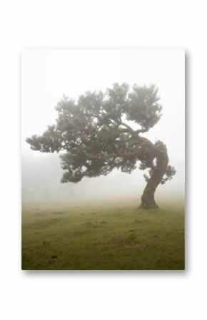Vertical shot of a beautiful laurel tree in the green meadow on a foggy day. Fanal Forest, Madeira.