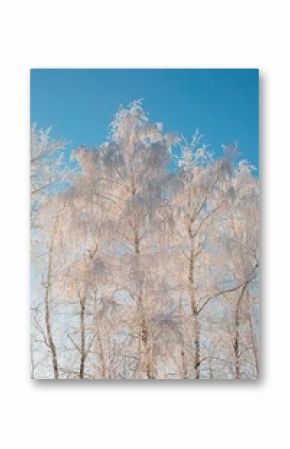 Frosty birches - winter view - snow covered trees 