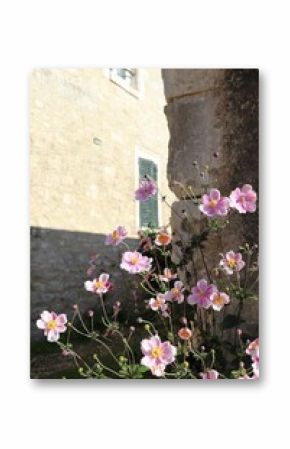 Japanese anemone flowers blooming in the city beside a stone building on a sunny day