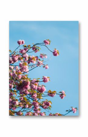 Pink Cherry Blossoms On Blue Sky