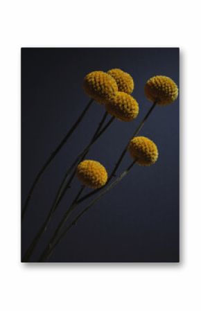Natural Yellow Dried Flowers 