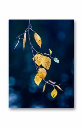 Vertical shot of a branch with yellow leaves isolated against a blue background