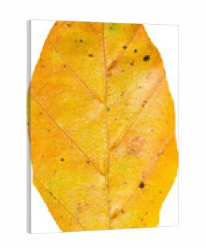 Close-up of dry yellow leaf in autumn