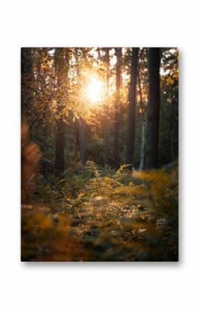 Vertical shot of golden sunlight seeping though dense forest foliage