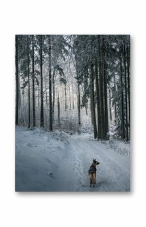 Belgian Shepherd dog walking on snowy trails in the forest with icy trees in the winter