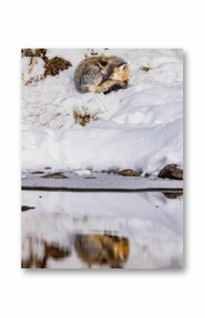 Vertical shot of a silver fox sleeping in the snow in a forest on a sunny day
