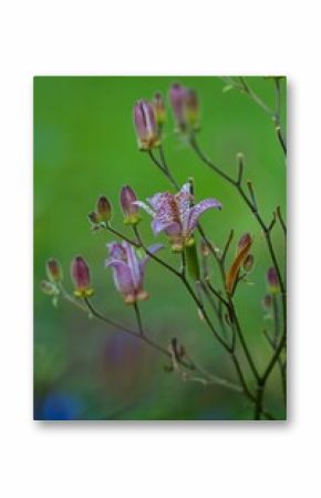 Vibrant and colorful Japanese toad lily in pink and purple colors in spring
