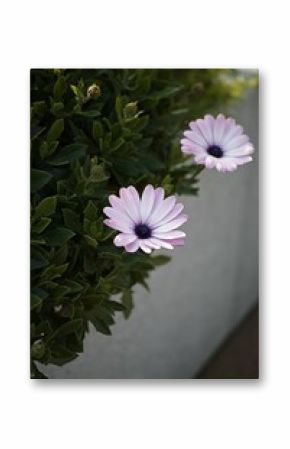 Bright African daisies blooming amongst green bushes in an outdoor setting